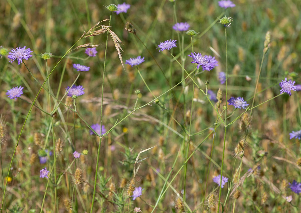 Habitus